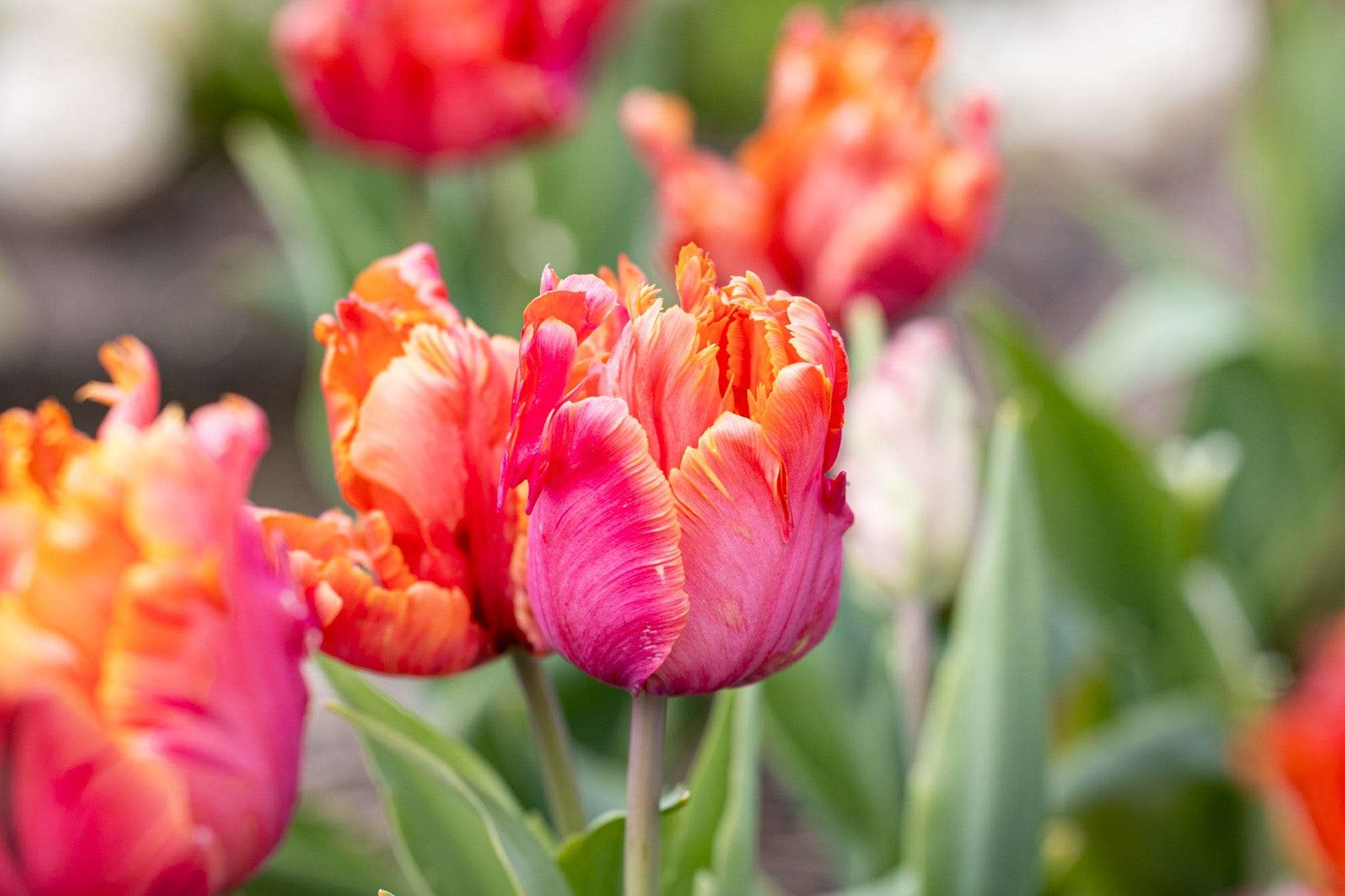 Tulpan 'Amazing Parrot'